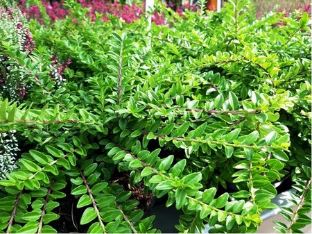 Zimolez leskl� - Lonicera nitida MAIGRUEN, C 5 l