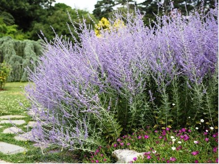 Perovskie lebedolist� - Perovskia atripl. LITTLE SPIRE�, C 1,4 l