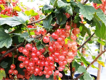 Ryb�z PINK CHAMPAGNE - stromkov�, r��ov�