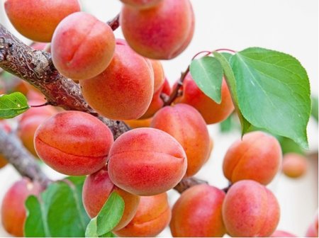 Meru�ka EARLY ORANGE - podno� Myrobal�n v kontejneru