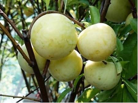Ryngle WAZONOVA - podno� Myrobal�n v kontejneru