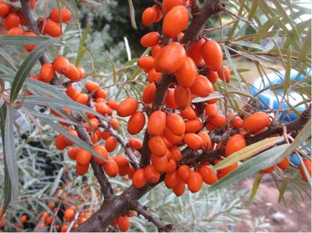 Rakytn�k �e�etl�kov� NIVELENA - samice