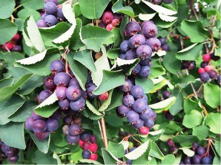 Sloupovit� "bor�vka" MUCHOVN�K - Amelanchier