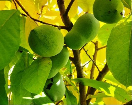 Asimina triloba SUNFLOWER, C 1 l