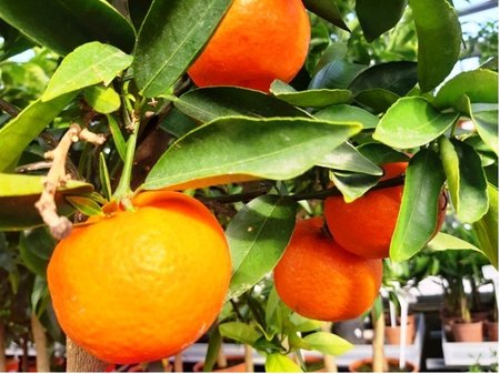 Mandarinka - Citrus reticulata v kv�tin��i P18