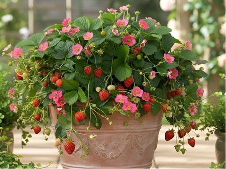 Jahodn�k FRAGOO� ROSE TOSCANA - p�evisl�, st�leplod�c�, v kontejneru