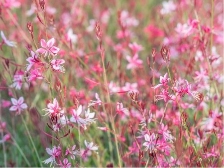 Sv��kovec - Gaura lindh. CHERRY BRANDY - sv. r��ov�