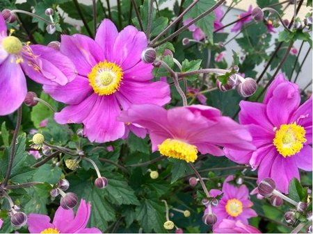 Sasanka japonsk� - Anemone PRINZ HEINRICH