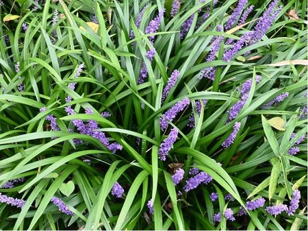 Liriope - Liriope muscari MONEYMAKER