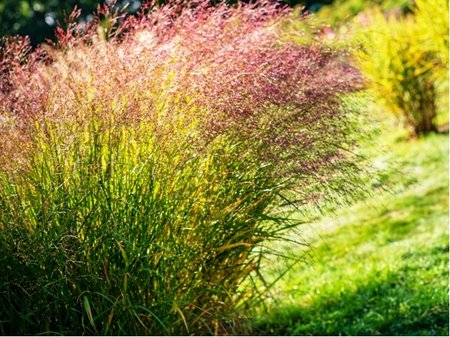 Proso prutnat� - Panicum virgatum SQUAW