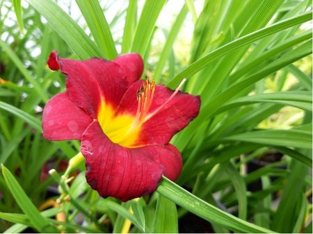 Denivka - Hemerocallis PURPLE DE ORO - fialov�, C 2l