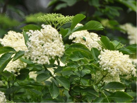 Bez �ern� Sambucus nigra, C 1l
