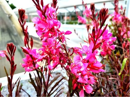 Sv��kovec - Gaura lindh. GRACEFUL PINK
