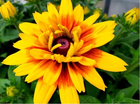 Rudb�kie SUNBECKIA CARLA - zlato�lut�