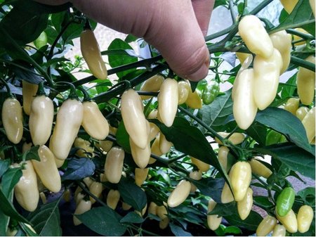 Osivo - Chilli - Habanero White Long