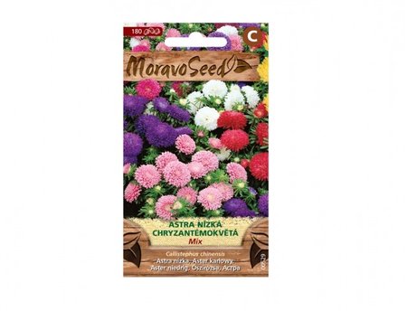 Osivo - Astra ��nsk� n�zk� chryzant�mokv�t�, sm�s