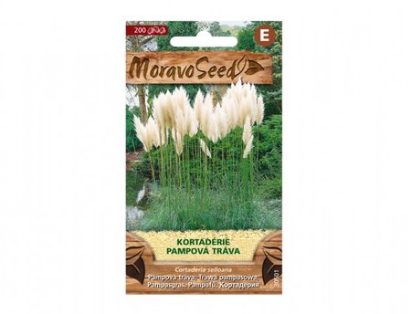 Osivo - Cortaderia sel. - pampov� tr�va  - b�l�