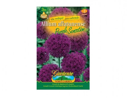 Cibulky - �esnek okrasn�, velkokv�t� PURPLE SENSATION, 3 ks