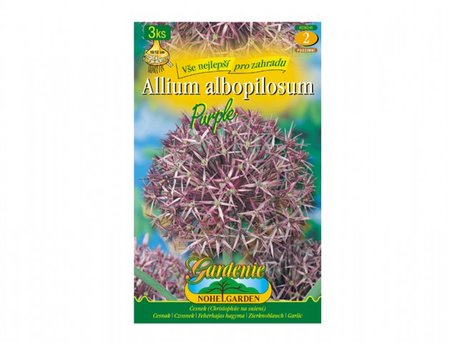 Cibulky - �esnek okrasn�, velkokv�t�, 3 ks