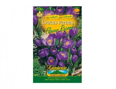 Cibulky - �afr�n, krokus zahradn� FLOWER RECORD, 10 ks