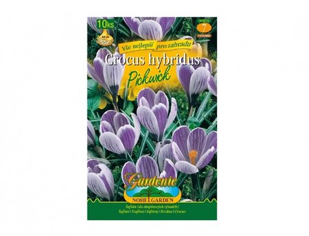 Cibulky - �afr�n, krokus zahradn� PICKWICK, 10 ks