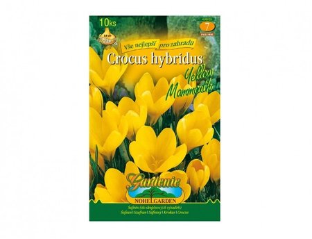Cibulky - �afr�n, krokus zahradn� YELLOW MAMMOUTH, 10 ks