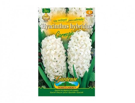 Cibulky - Hyacint zahradn� CARNEGIE, 3 ks