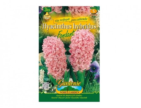 Cibulky - Hyacint zahradn� FONDANT, 3 ks