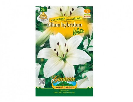 Cibulky - Lilie, asijsk� hybridy WHITE, 2 ks
