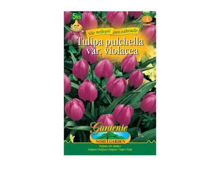 Cibulky - Tulip�n botanick� LITTLE BEAUTY, 5 ks