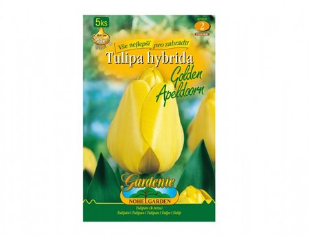 Cibulky - Tulip�n, Darwinowy hybridy GOLDEN APELDOORN, 5 ks