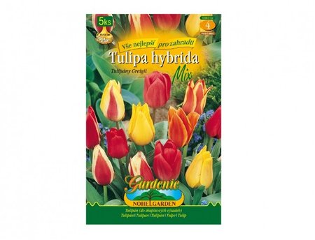 Cibulky - Tulip�n, Greigii hybridy, sm�s, 5 ks