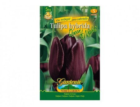 Cibulky - Tulip�n, jednoduch� pozdn� Cottage QUEEN OF NIGHT, 5 ks