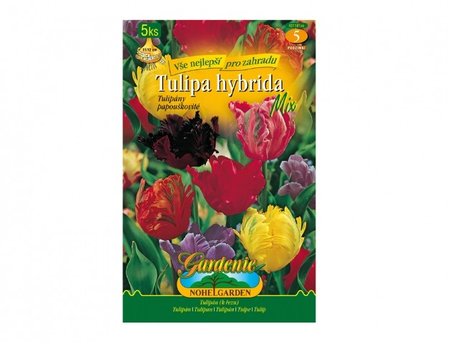 Cibulky - Tulip�n papou�kovit�, sm�s, 5 ks