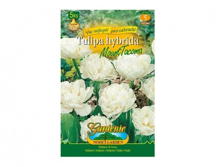 Cibulky - Tulip�n pln� pozdn�, pivo�kovit� MOUNT TACOMA, 5 ks
