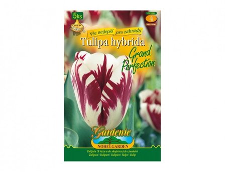 Cibulky - Tulip�n rembrandt GRAND PERFECTION, 5 ks