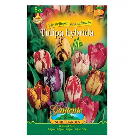 Cibulky - Tulip�n rembrandt, sm�s, 5 ks