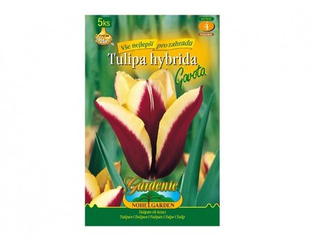Cibulky - Tulip�n triumph GAVOTA, sm�s, 5 ks